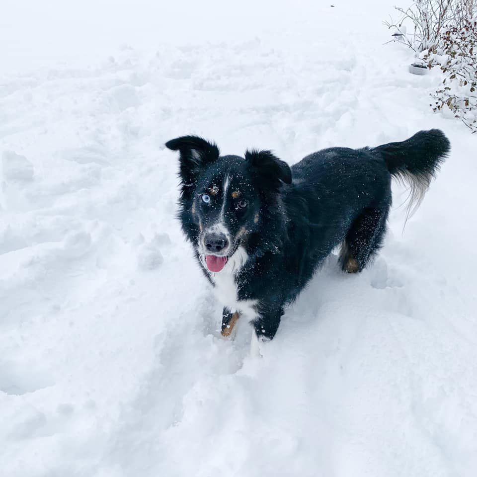 Snow is ruff!